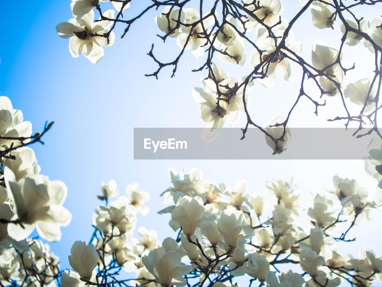 Low angle view of cherry blossoms