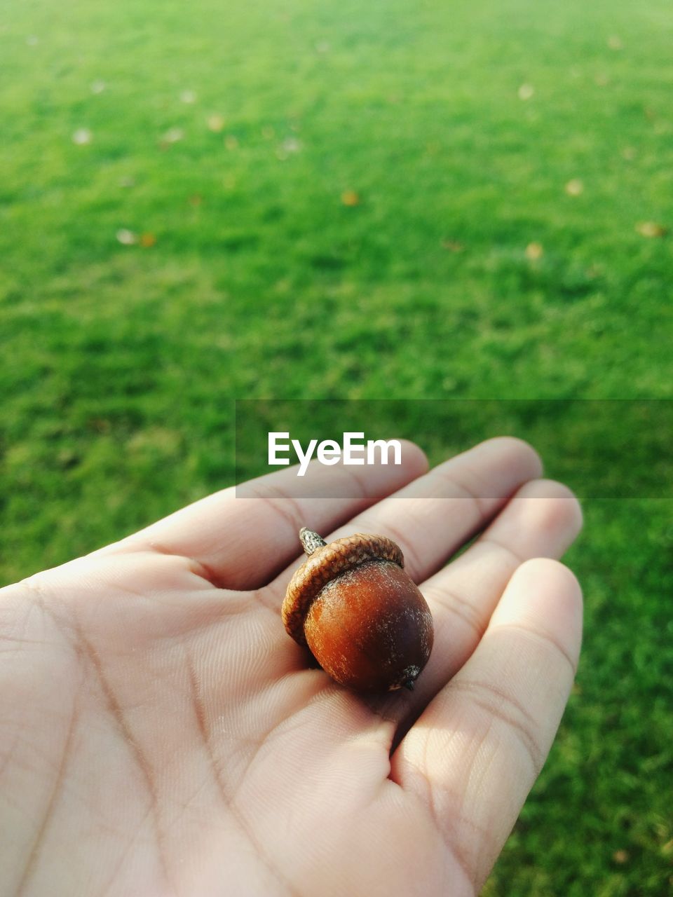 Cropped hand holding acorn at park