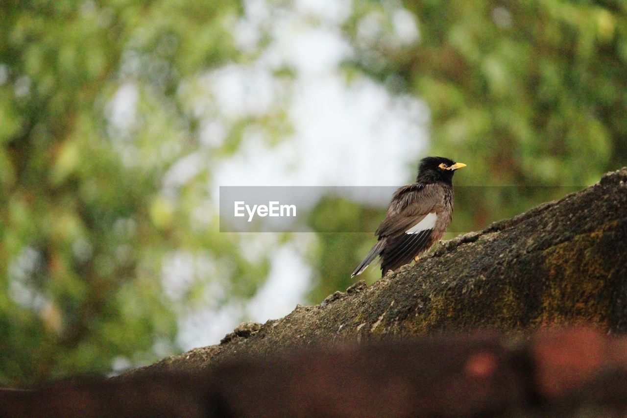 CLOSE-UP OF BIRD ON TREE