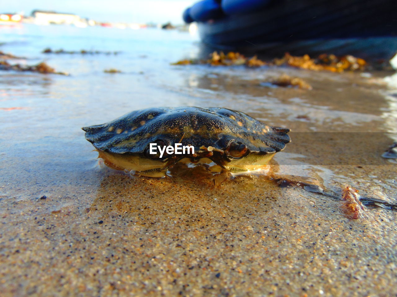 CLOSE-UP OF TURTLE ON BEACH