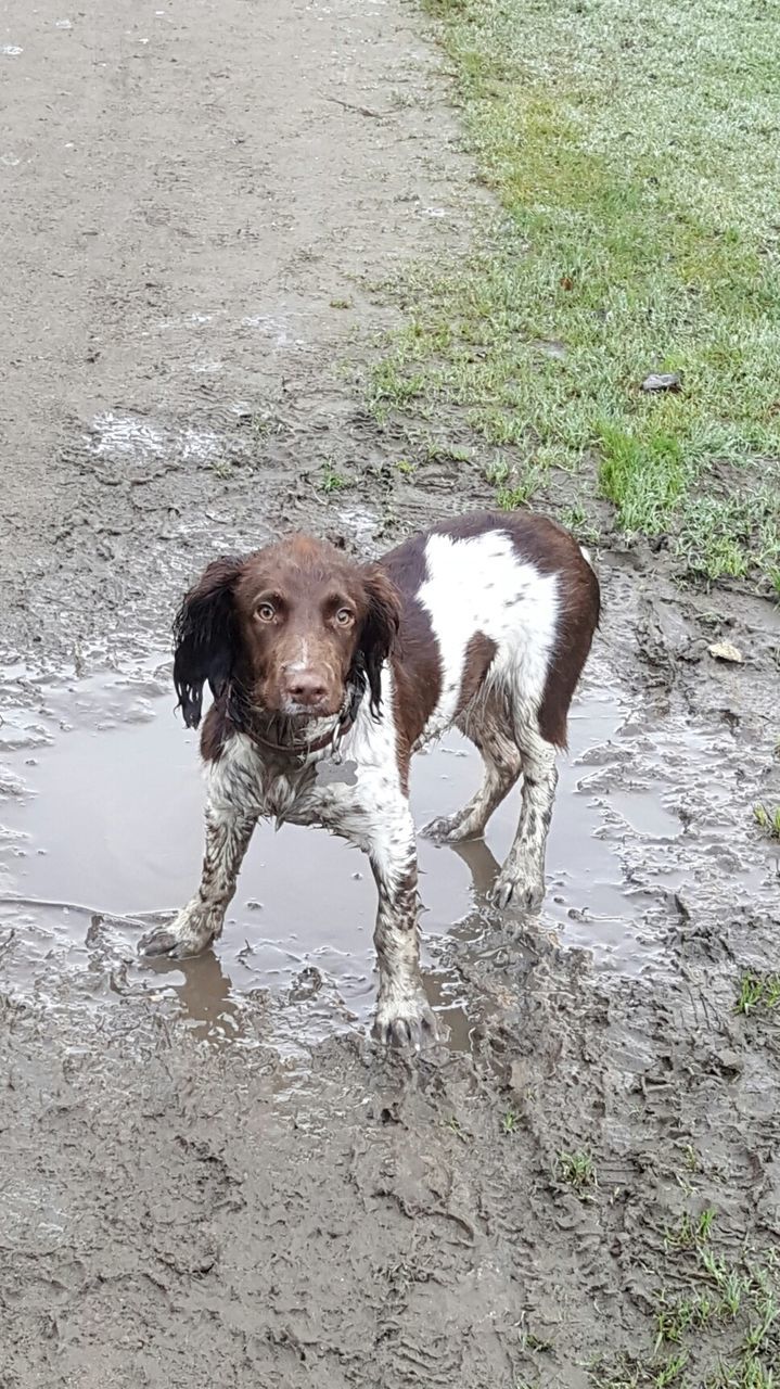 PORTRAIT OF DOG WITH WATER