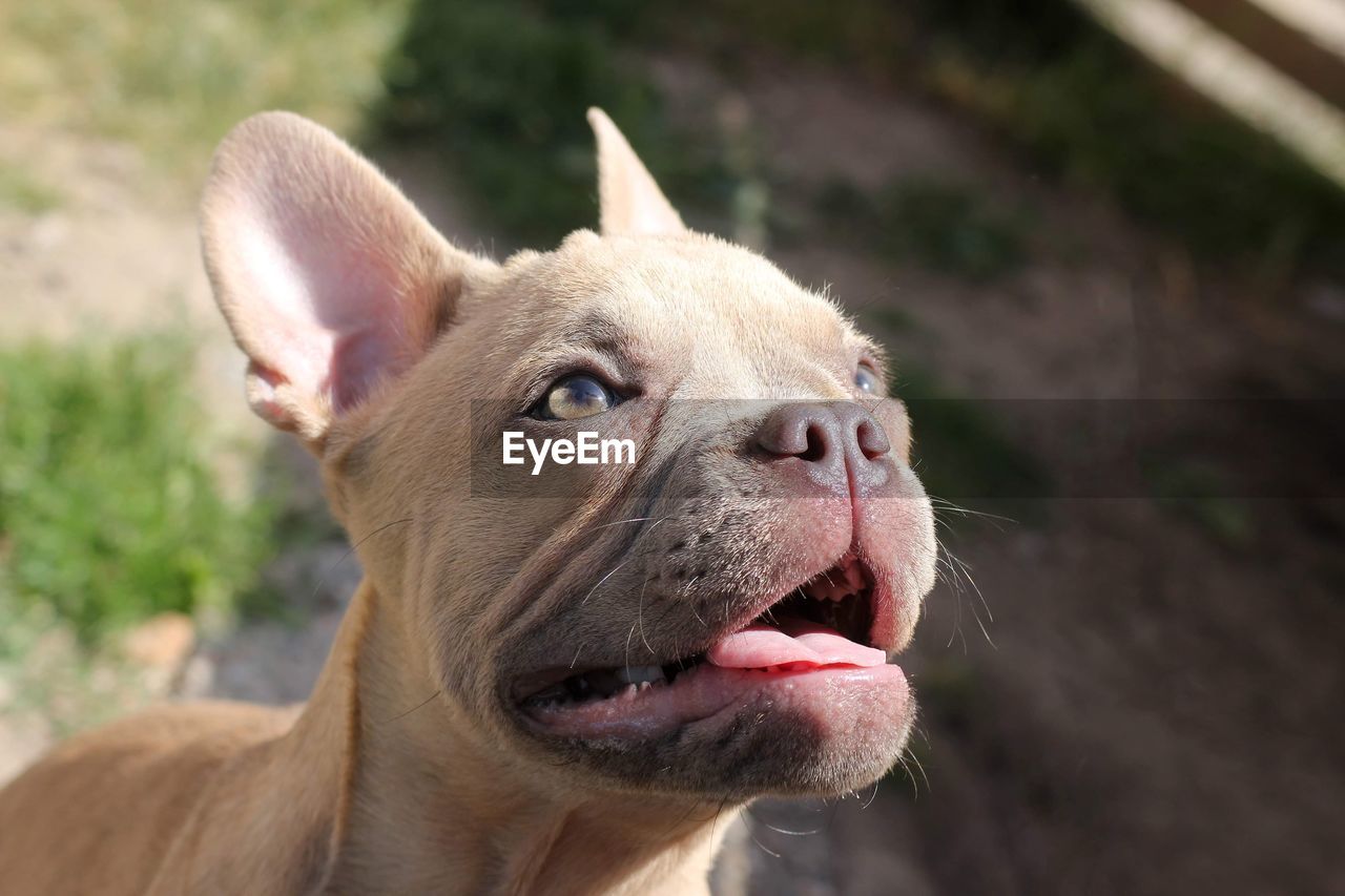 Close-up of a french bulldog 