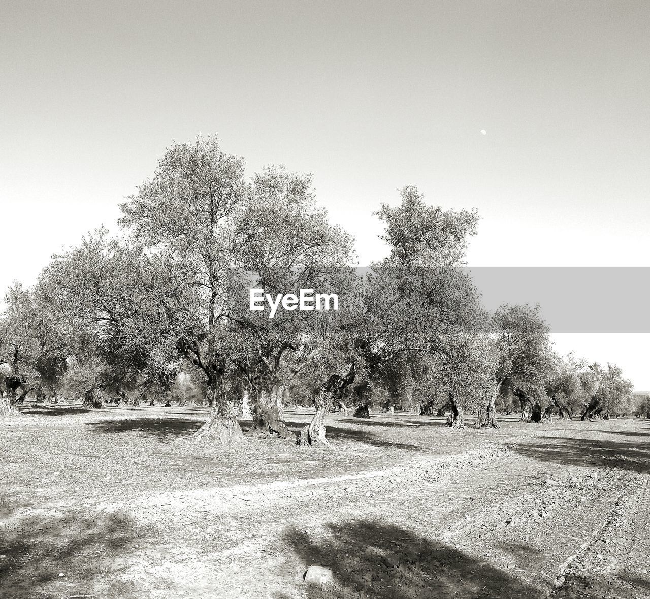 TREES IN FIELD AGAINST CLEAR SKY