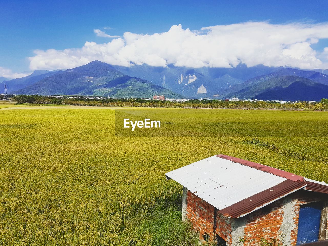 GREEN FIELD AGAINST SKY