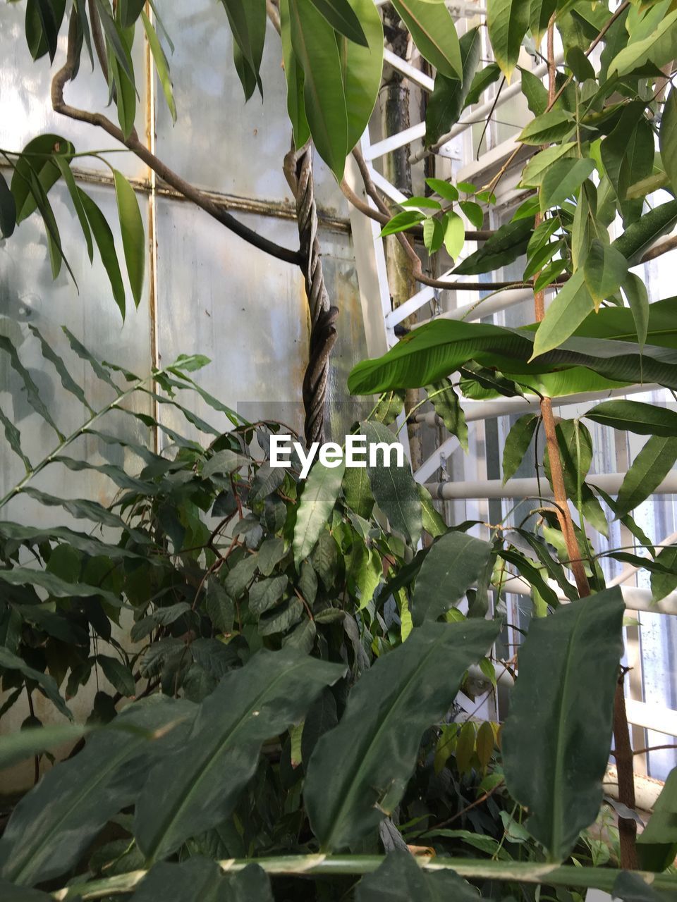 Plants growing on a tree