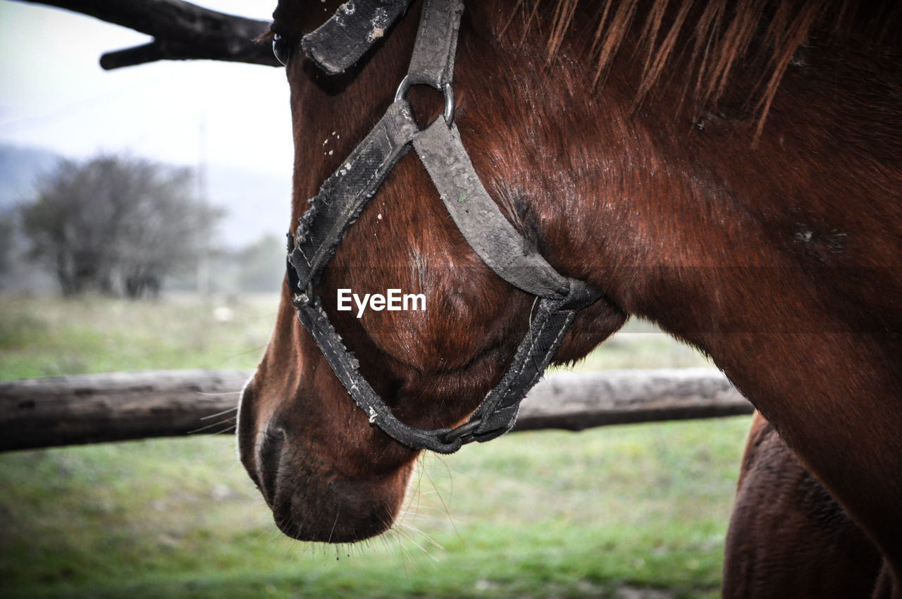 Horse portrait