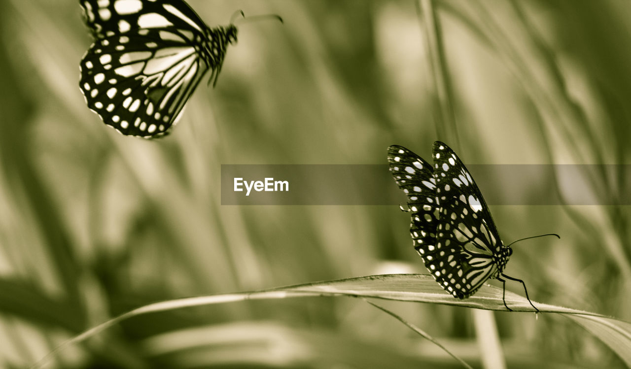 BUTTERFLY ON A LEAF