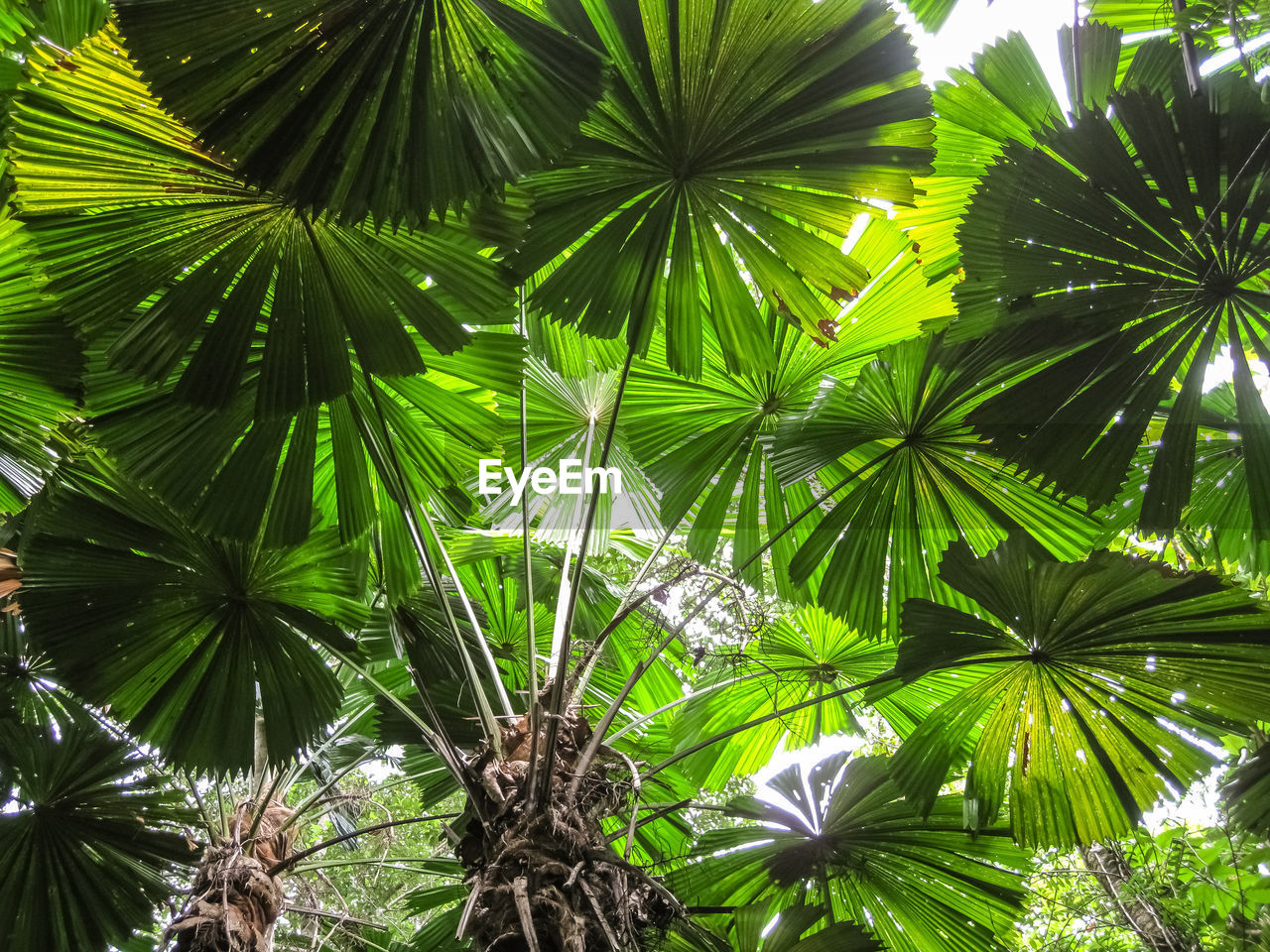 Low angle view of fan palm tree