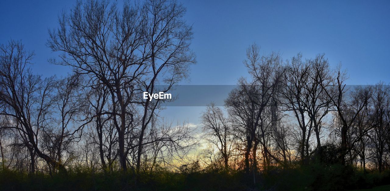 LOW ANGLE VIEW OF BARE TREES AGAINST SKY