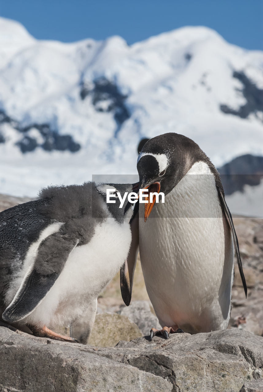 penguin swimming in lake