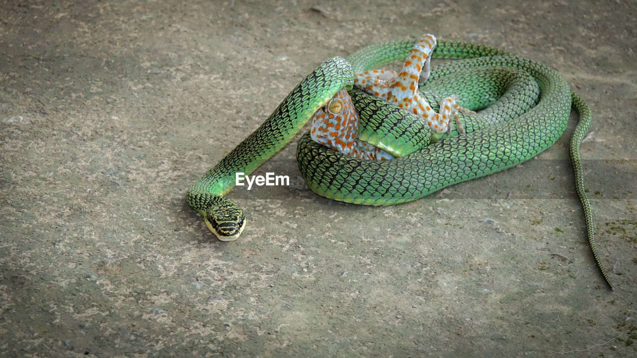 HIGH ANGLE VIEW OF A LIZARD ON A SURFACE