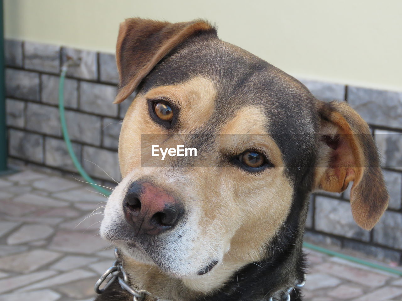 CLOSE-UP PORTRAIT OF DOG