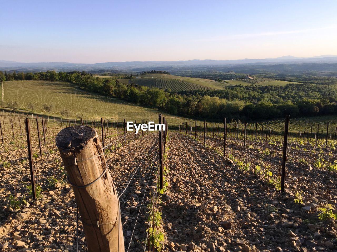 Scenic view of vineyard against sky