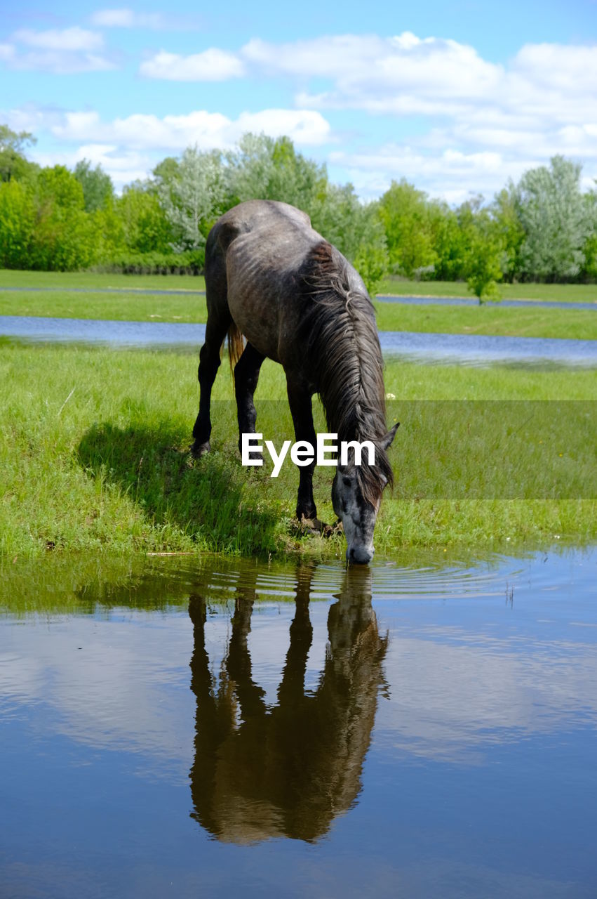 Horse grazing on green grass field near water place