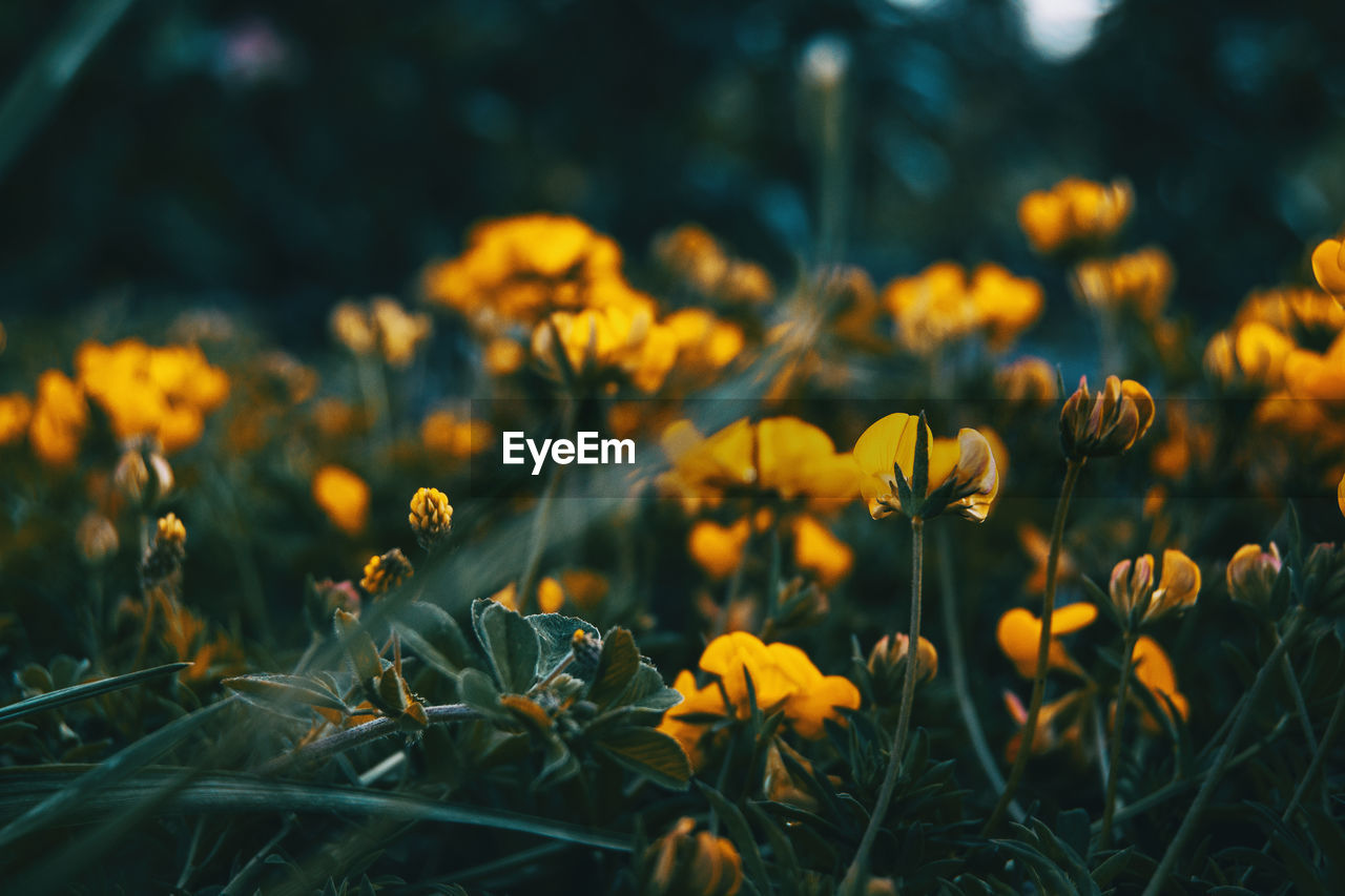 Close-up of yellow flowering plants on field