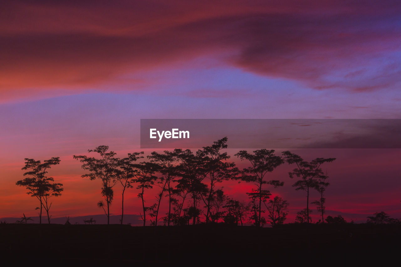 Silhouette trees against sky during sunset