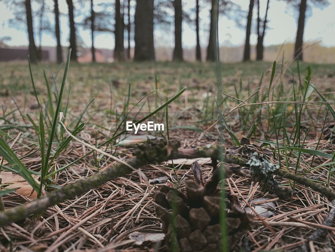 CLOSE-UP OF DRIED PLANTS ON FIELD IN FOREST