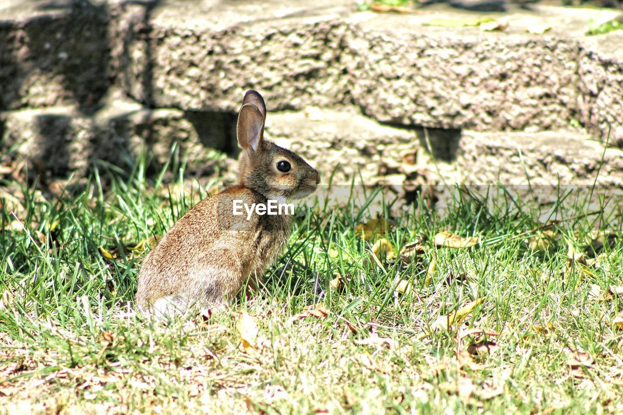 Side view of rabbit on grassy field