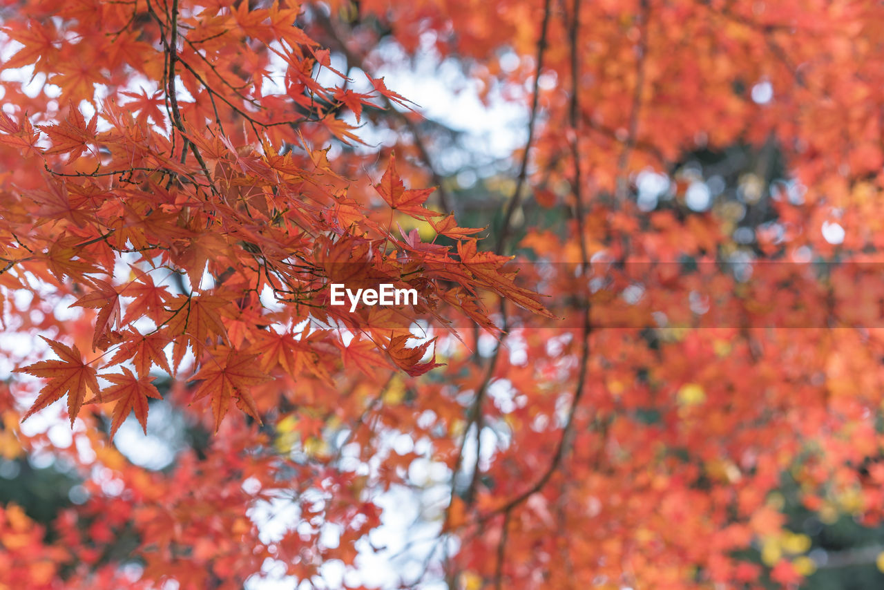 Beautiful autumn colors of japanese maple tree iroha momiji leaves background in yoyogi