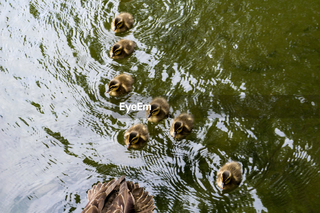 HIGH ANGLE VIEW OF DUCKS IN LAKE