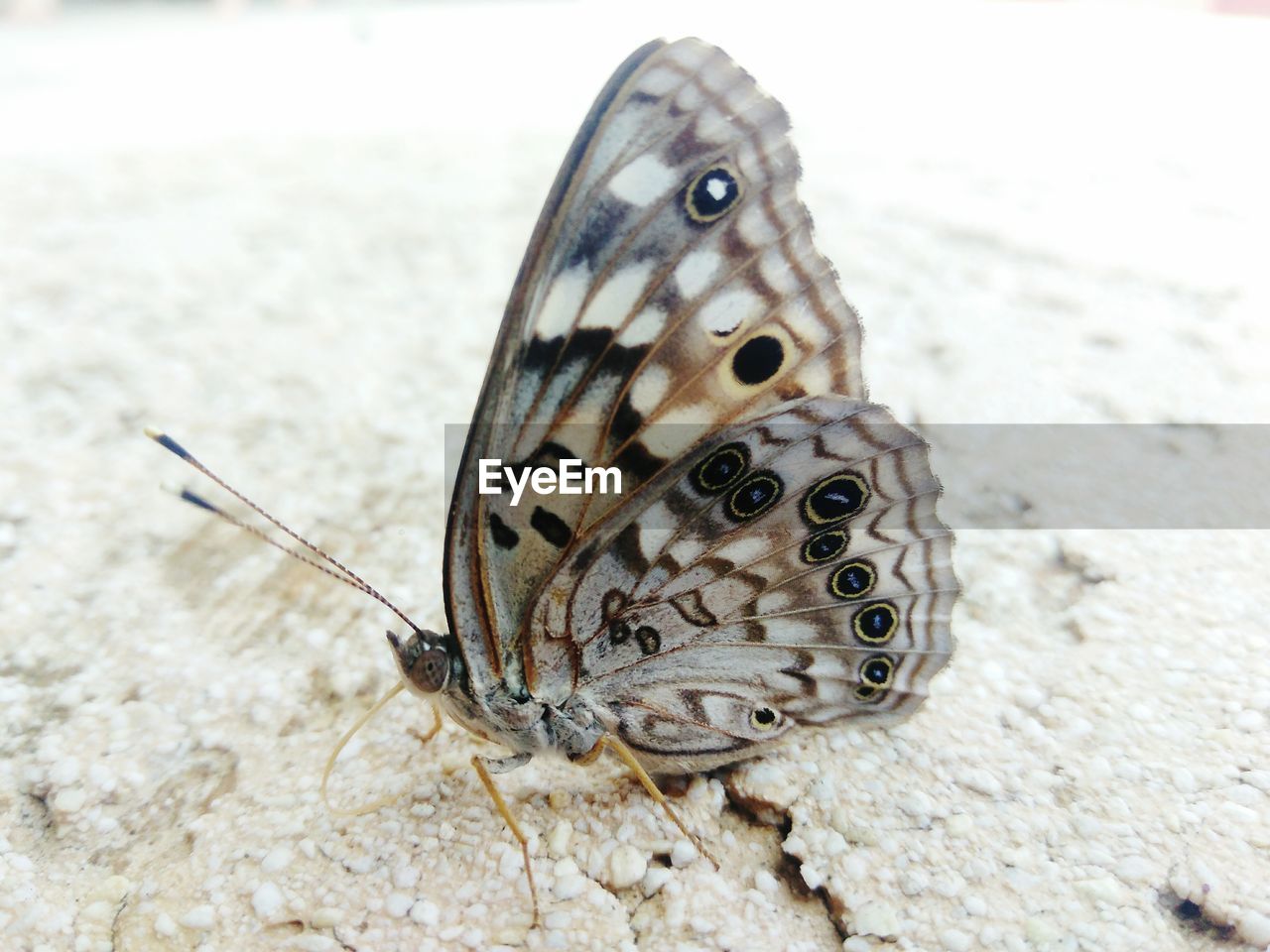 CLOSE UP OF BUTTERFLY