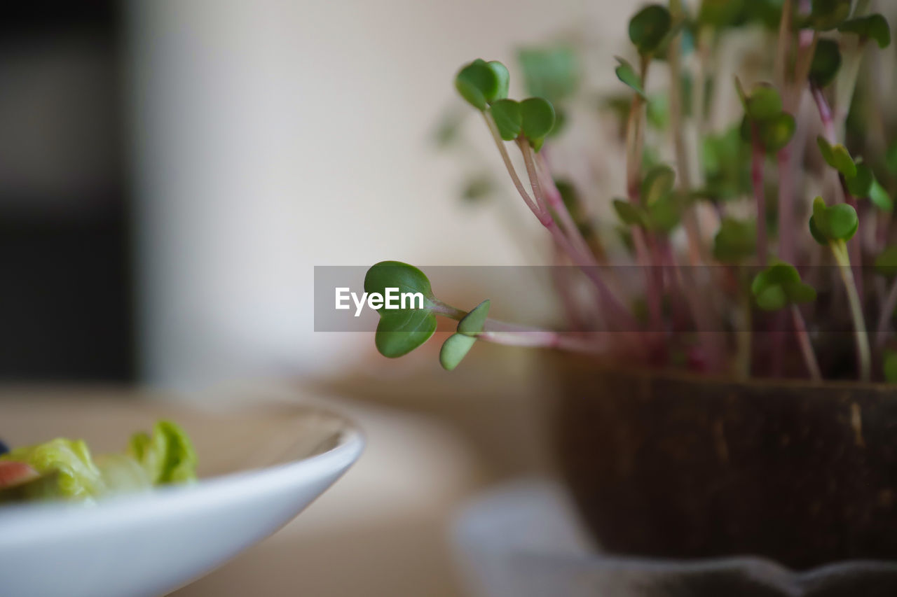 Close-up of potted microgreens on table