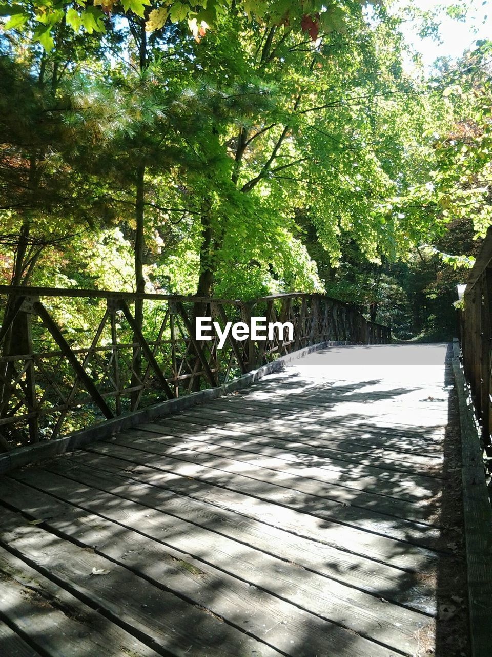 Footpath amidst trees