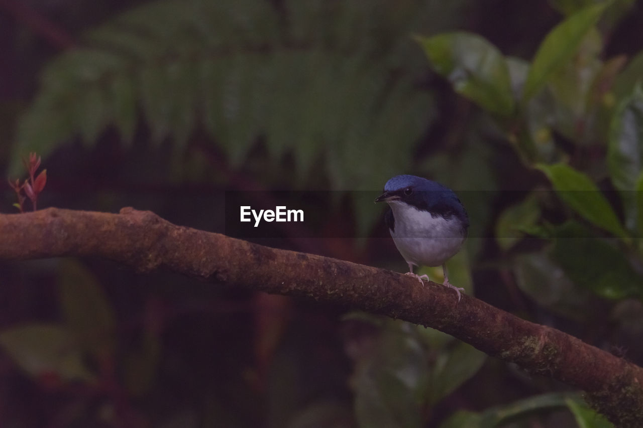 CLOSE-UP OF BIRD PERCHING ON PLANT