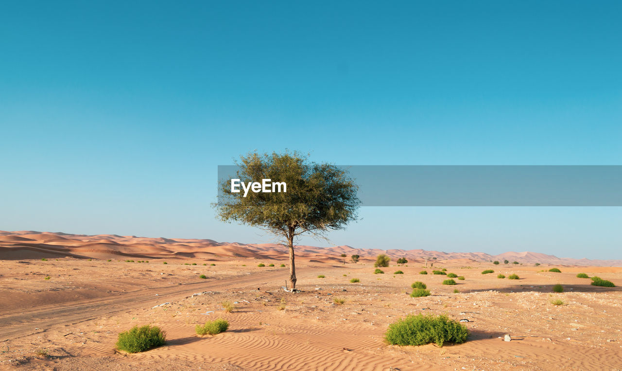 Trees on desert against clear blue sky