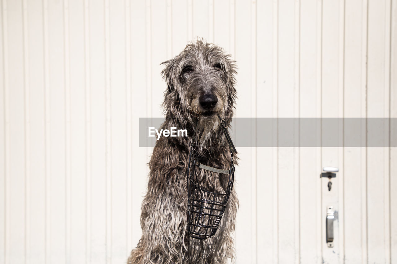 PORTRAIT OF DOG LOOKING AT CAMERA AGAINST WALL