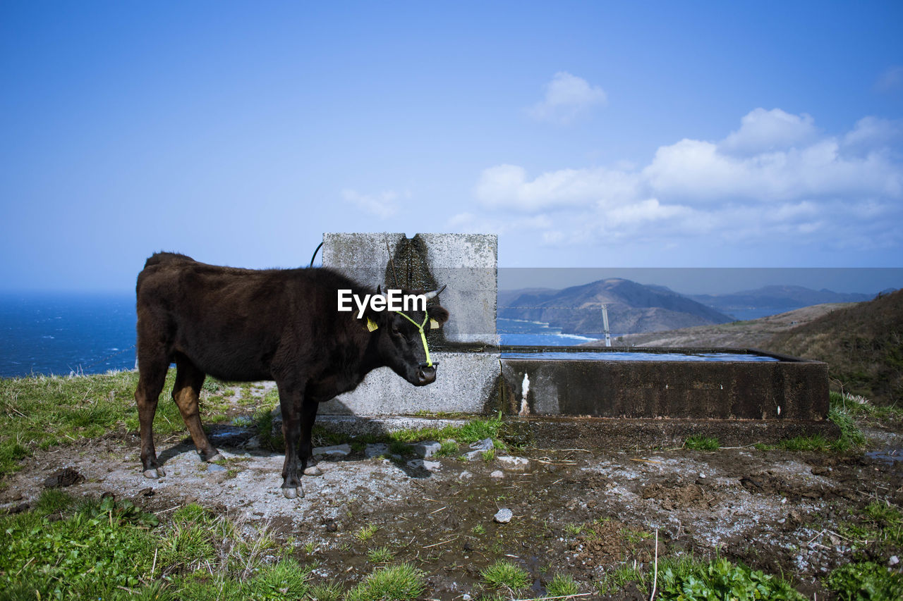 HORSE STANDING IN A FIELD