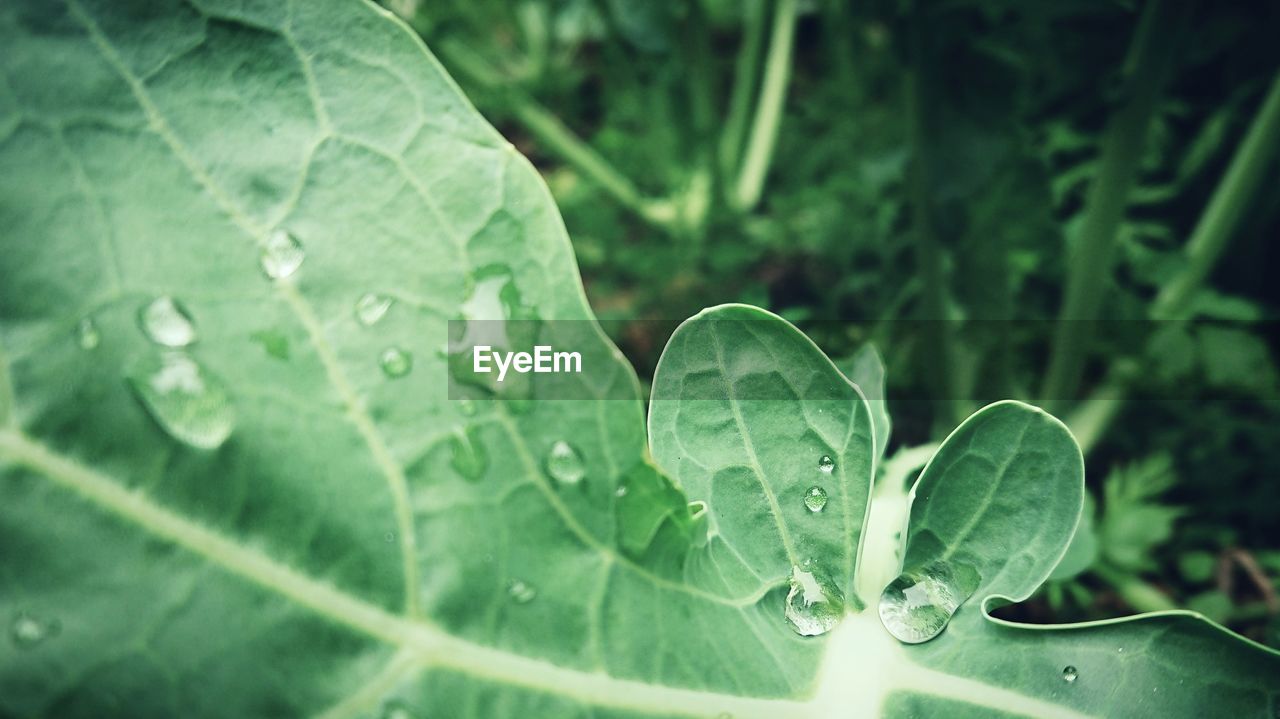 Close-up of raindrops on leaves