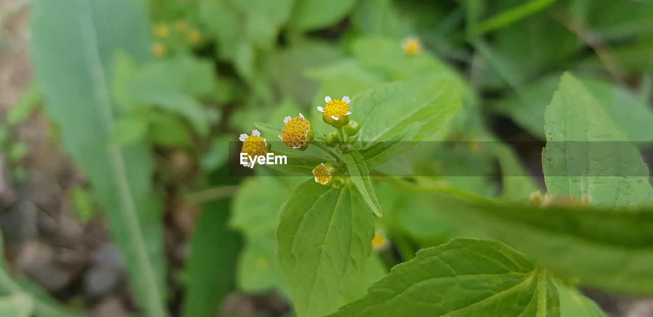 CLOSE-UP OF GREEN PLANT ON LEAF