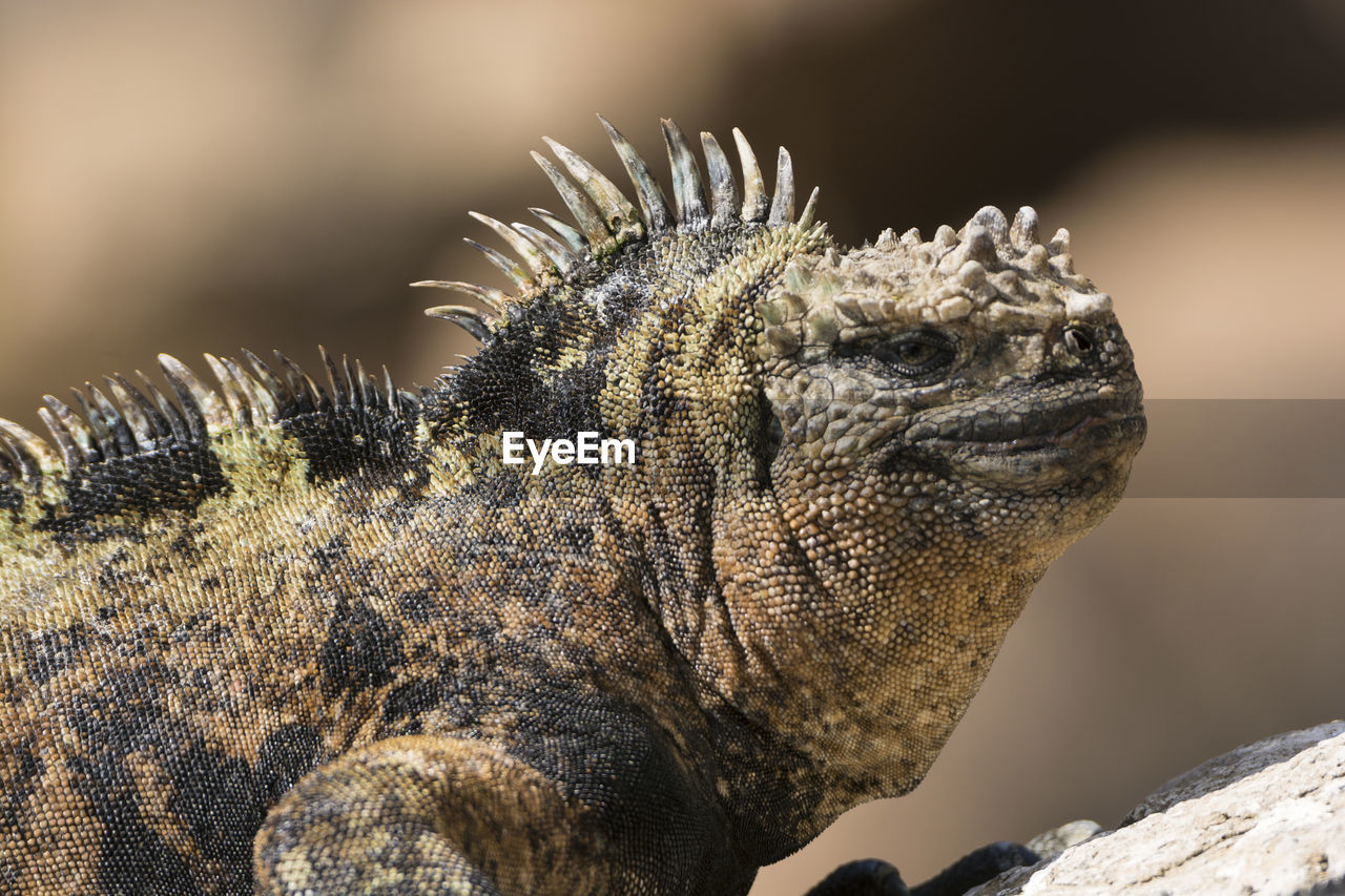 Male marine iguana sunning on a rock in the galapagos