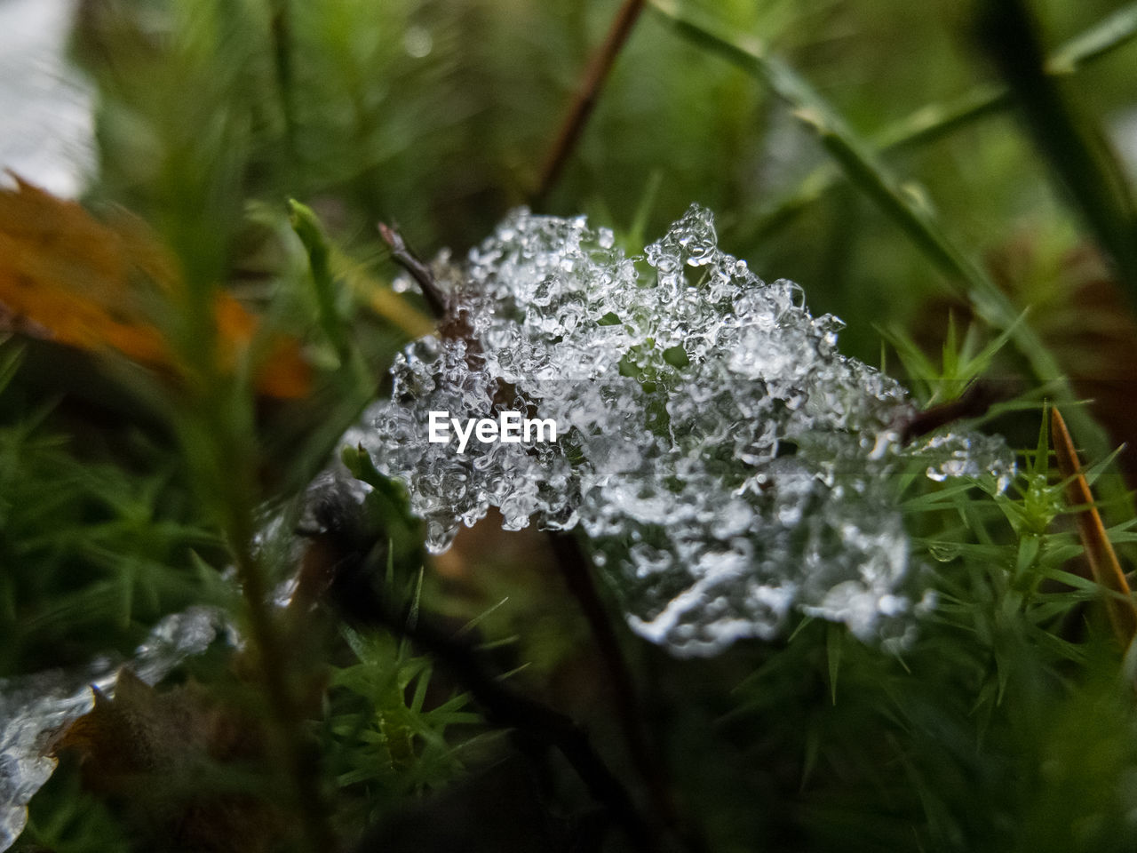 CLOSE-UP OF SNOW ON LEAVES