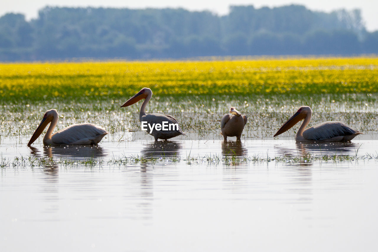 Kerkini, greece, july 12, 2021. pelican on lake kerkini.