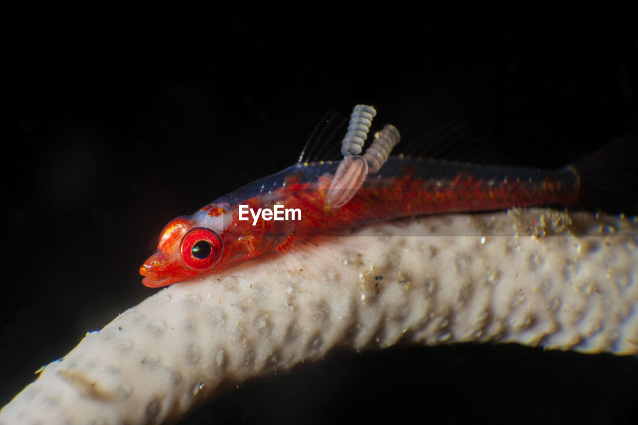 CLOSE-UP OF FISH SWIMMING