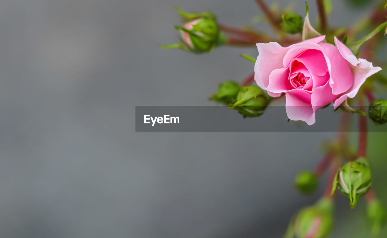 plant, flower, flowering plant, pink, beauty in nature, freshness, rose, petal, nature, macro photography, flower head, close-up, inflorescence, fragility, plant part, leaf, blossom, copy space, no people, green, growth, springtime, bud, outdoors, wine, focus on foreground, rose wine, branch