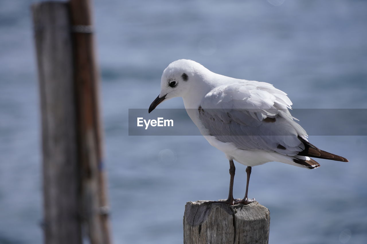 bird, animal themes, animal, animal wildlife, wildlife, gull, one animal, wood, perching, wooden post, european herring gull, post, seagull, seabird, beak, nature, focus on foreground, water, sea, no people, day, full length, outdoors, white, animal body part, close-up, beauty in nature, side view