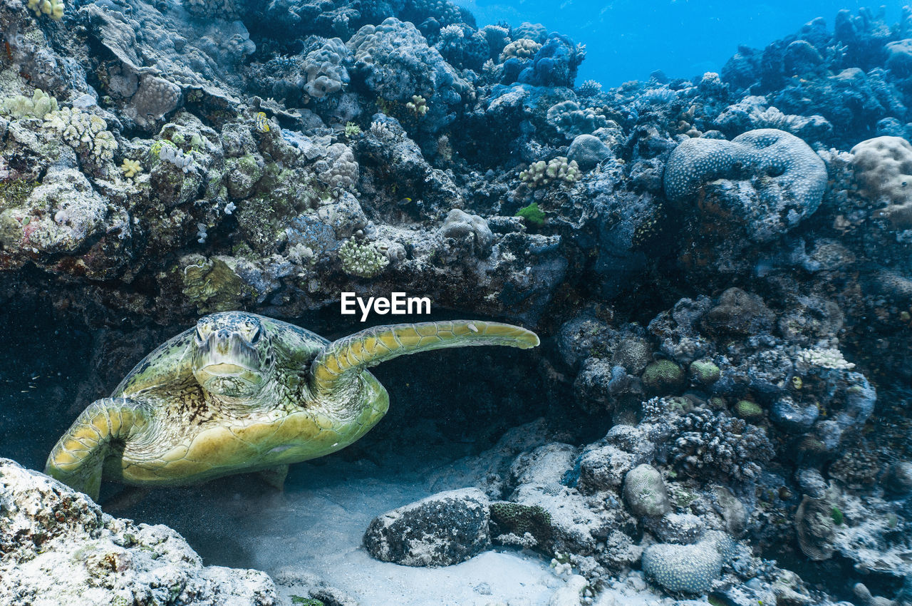 A giant green sea turtle emerges from a cave in the great barrier reef