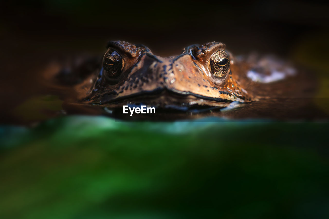 Close-up of frog in lake