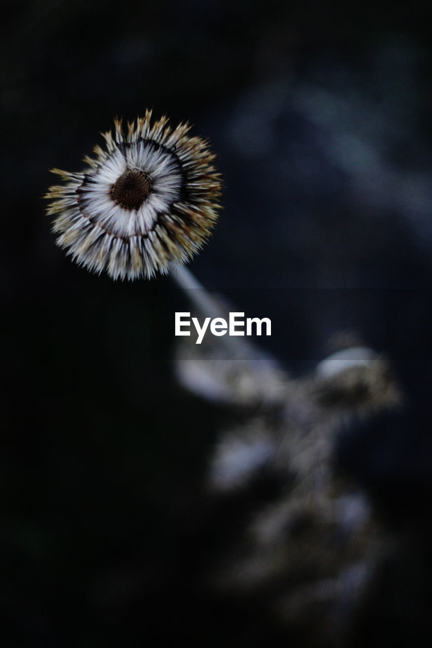 Close-up of dandelion flower