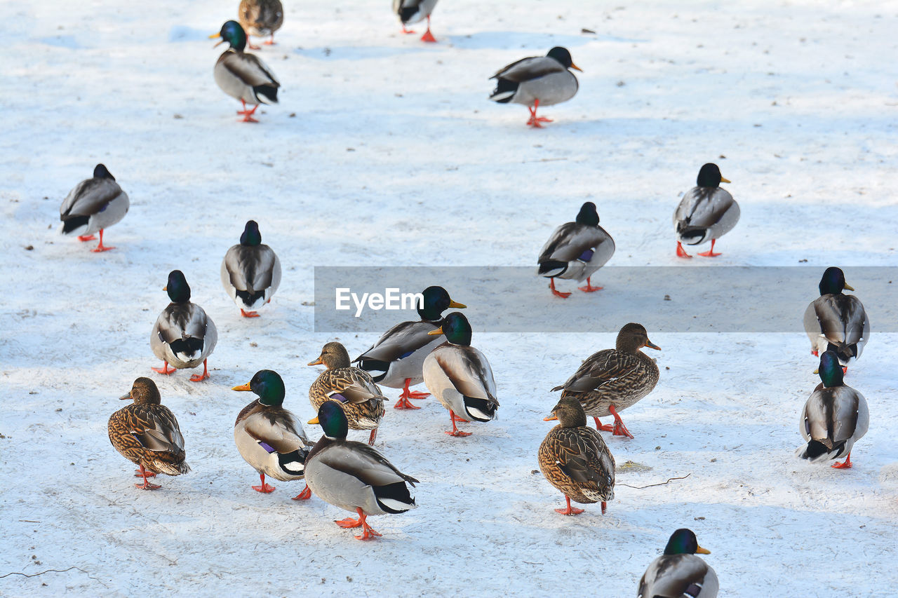 Flock of mallard ducks on snow field