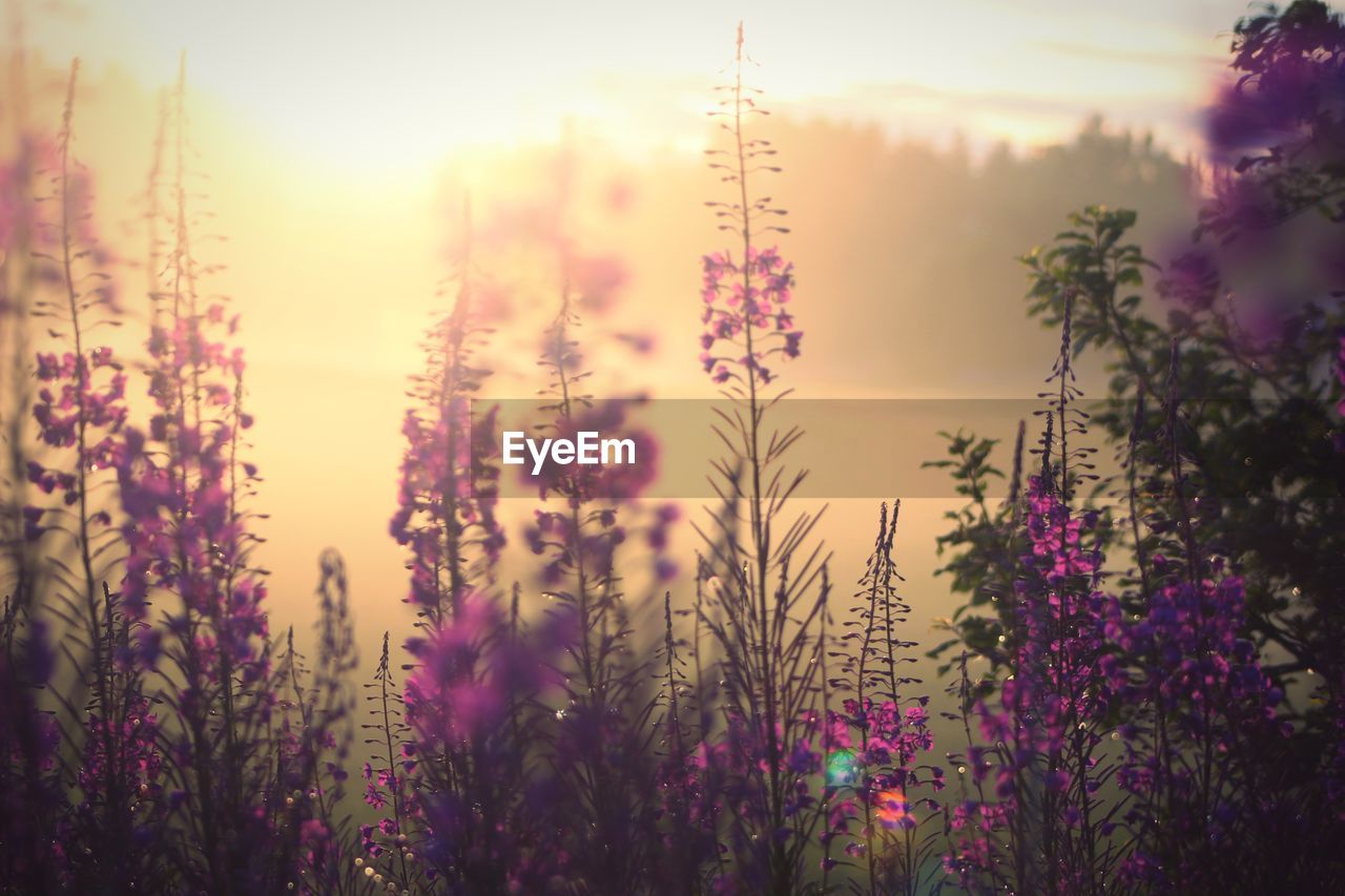 Purple flowering plants on field against sky during sunset