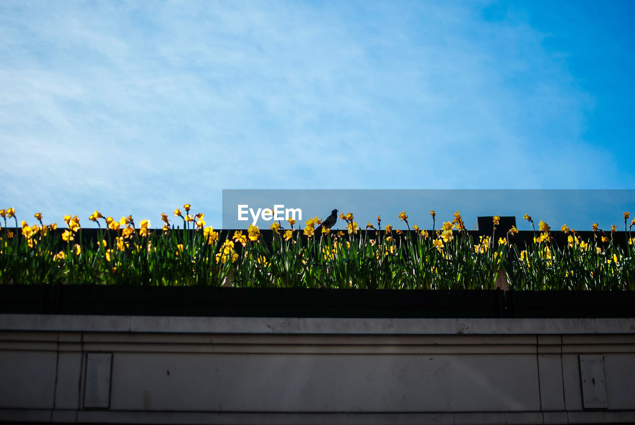 Colorful flowers in garden against blue sky