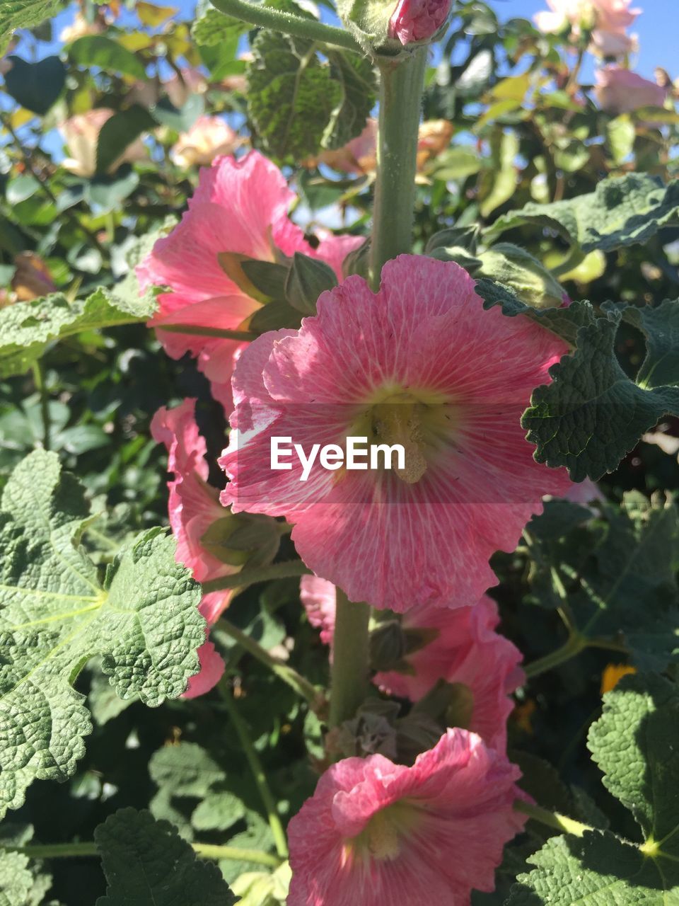 CLOSE-UP OF PINK FLOWERS BLOOMING