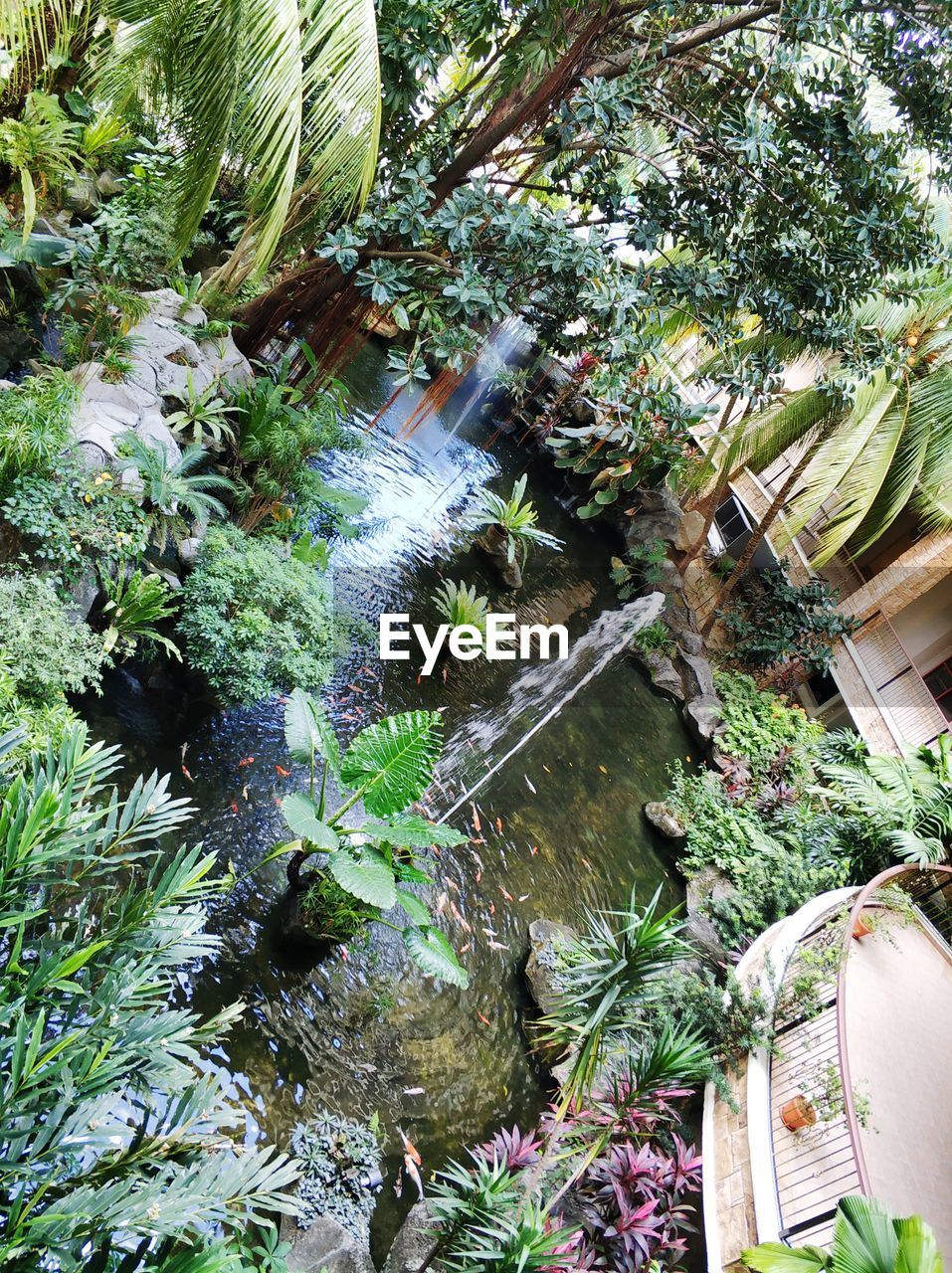 HIGH ANGLE VIEW OF TREES BY PLANTS IN FOREST