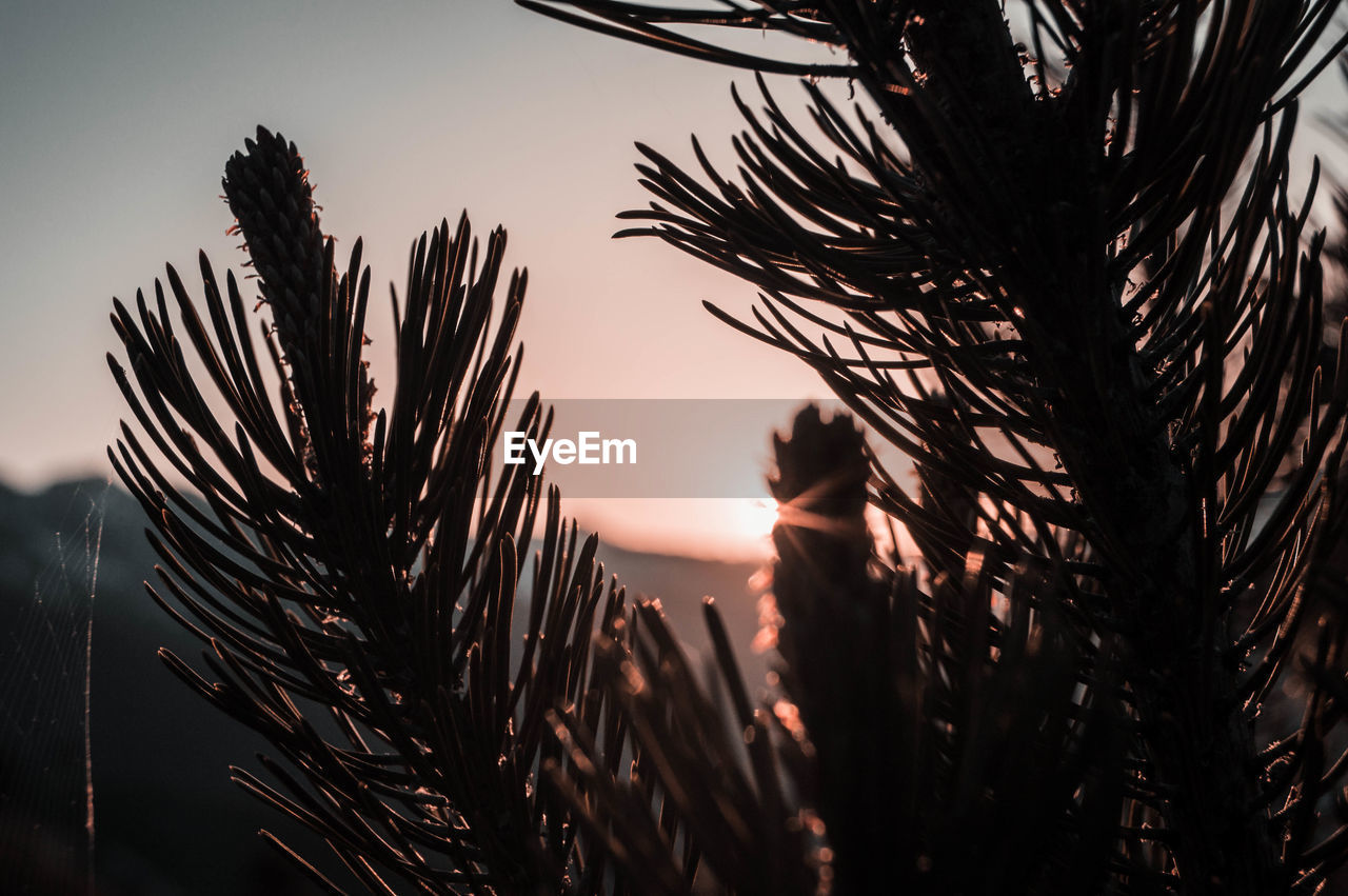 CLOSE-UP OF SILHOUETTE PLANT AGAINST SKY AT SUNSET