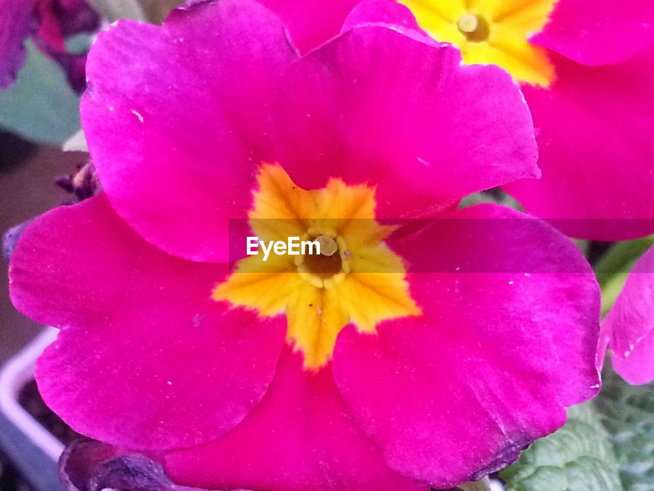 CLOSE-UP OF PINK FLOWERS BLOOMING