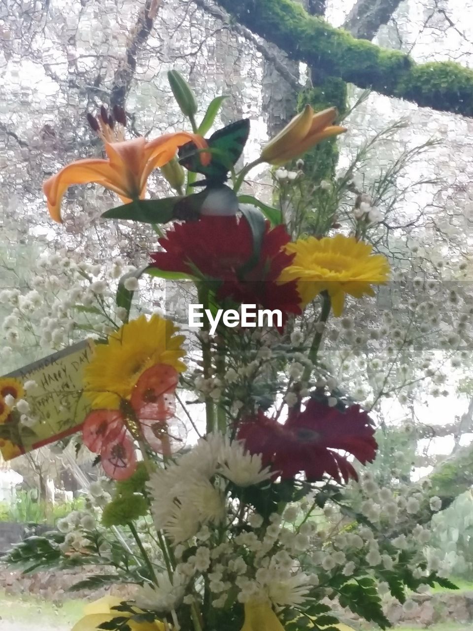 CLOSE-UP OF FLOWERS GROWING ON TREE